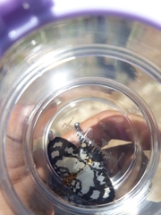 Abraxas intervacuata