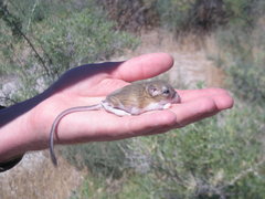 Dipodomys ordii