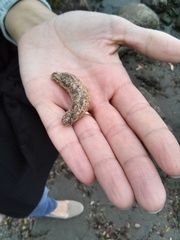 Eupentacta quinquesemita