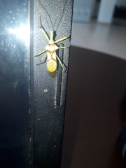 Ploeogaster