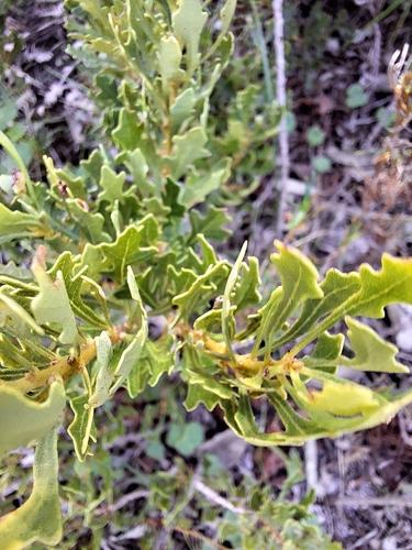 Image of Morella quercifolia by (c) Adele SL, some rights reserved (CC BY)