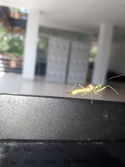 Ploeogaster