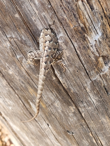 iNaturalist observation photo of Western Fence Lizard