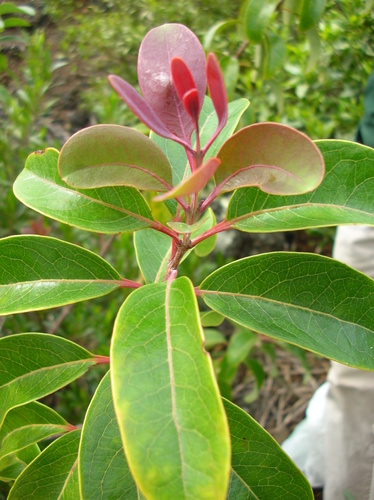 Santalum haleakalae