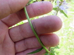 Stachys pilosa