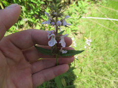 Stachys pilosa
