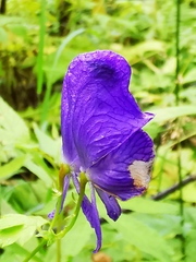 Aconitum fischeri