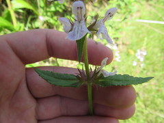 Stachys pilosa