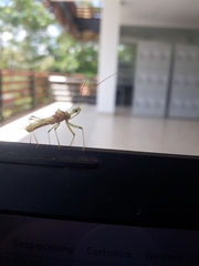 Ploeogaster