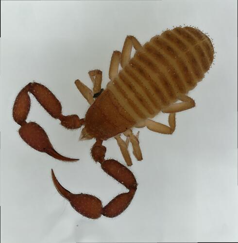 Allochernes wideri