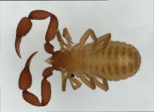Allochernes wideri