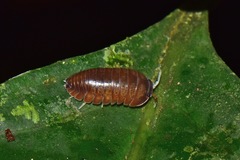 Circoniscus ornatus