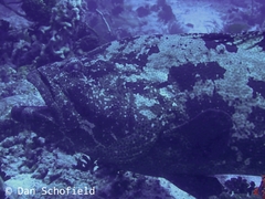 Epinephelus fuscoguttatus