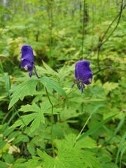 Aconitum fischeri