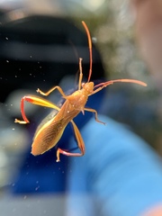 Hyalymenus longispinus