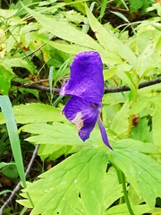 Aconitum fischeri