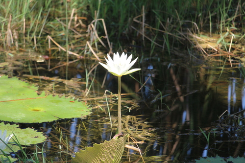 Image of Nymphaea ampla by (c) Ricard Busquets Reverte, some rights reserved (CC BY)