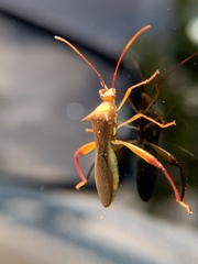 Hyalymenus longispinus