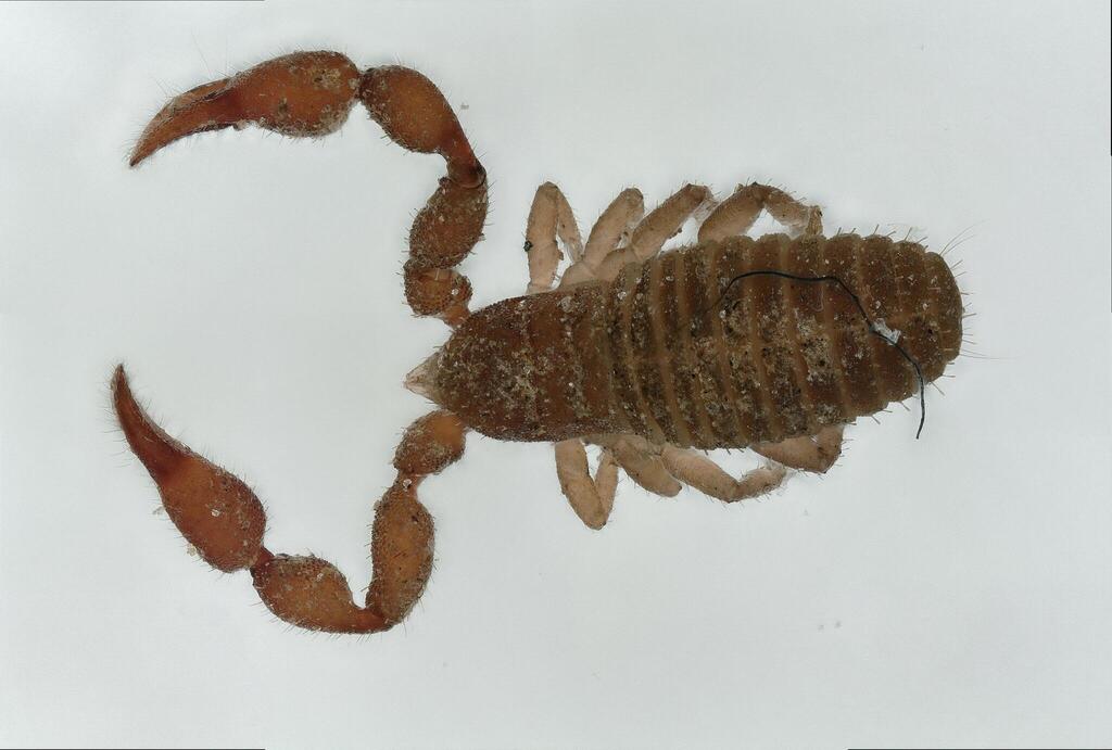 Allochernes peregrinus