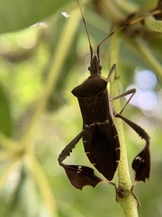 Leptoglossus concolor