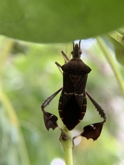 Leptoglossus concolor