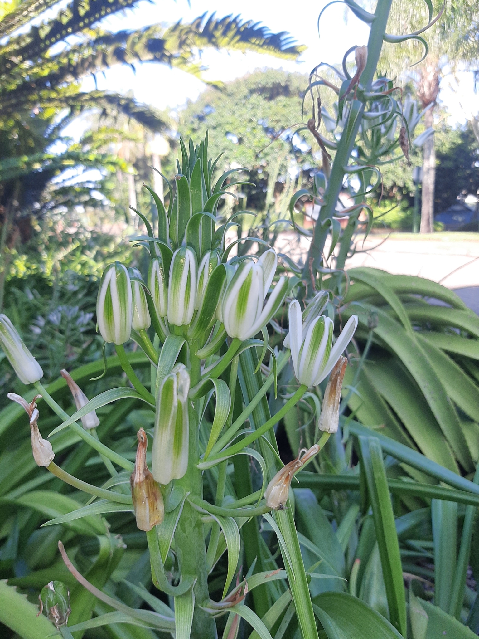 Imagem de Albuca nelsonii