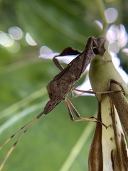 Leptoglossus concolor