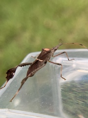 Leptoglossus concolor