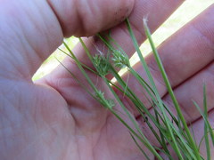 Cyperus lupulinus