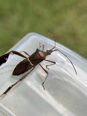 Leptoglossus concolor