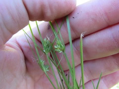 Cyperus lupulinus