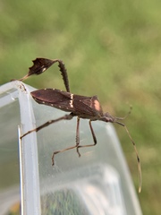Leptoglossus concolor