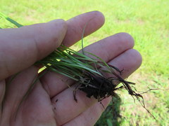 Cyperus lupulinus
