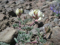 Astragalus whitneyi