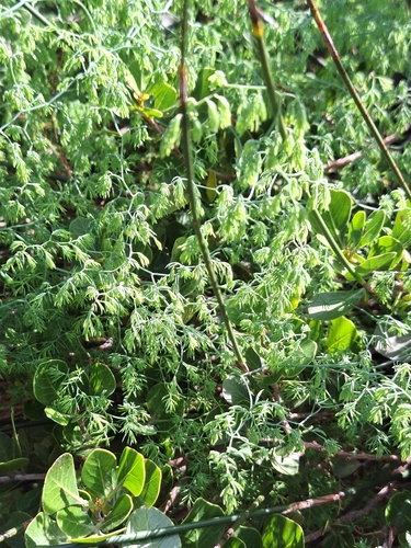 Image of Asparagus declinatus by (c) Adele SL, some rights reserved (CC BY)