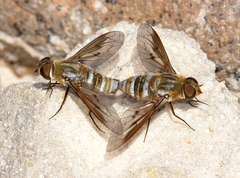 Exoprosopa agassizii