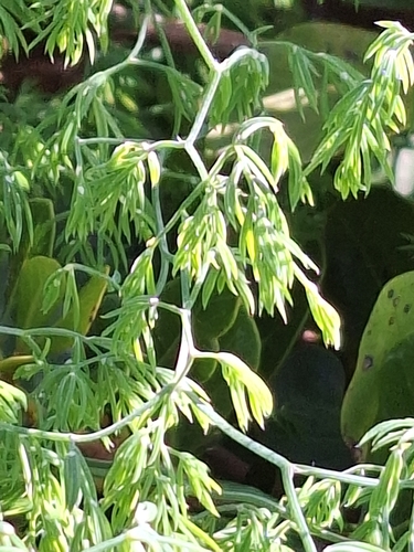 Image of Asparagus declinatus by (c) Adele SL, some rights reserved (CC BY)