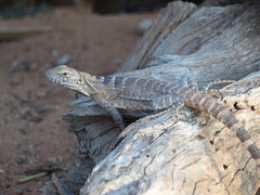 Ctenosaura macrolopha