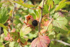 Ribes oxyacanthoides