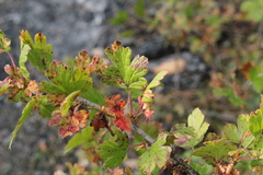 Ribes oxyacanthoides
