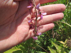 Desmodium obtusum