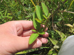 Desmodium obtusum
