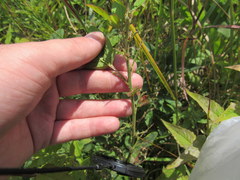Desmodium obtusum