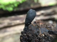 Xylaria longiana
