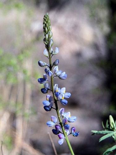 Image of New Mexico Lupine (Lupinus neomexicanus) by (c) Andrew Tree, some rights reserved (CC BY)