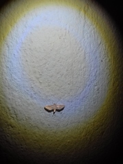 Parapoynx fluctuosalis