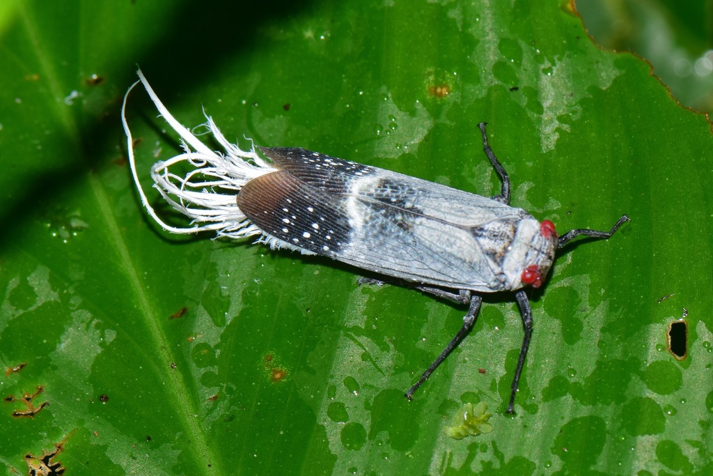 Lystra pulverulenta