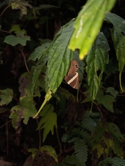 Abisara fylla