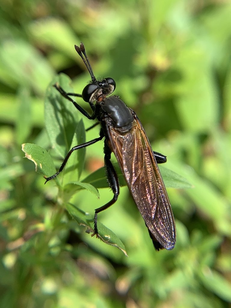 Mydas maculiventris