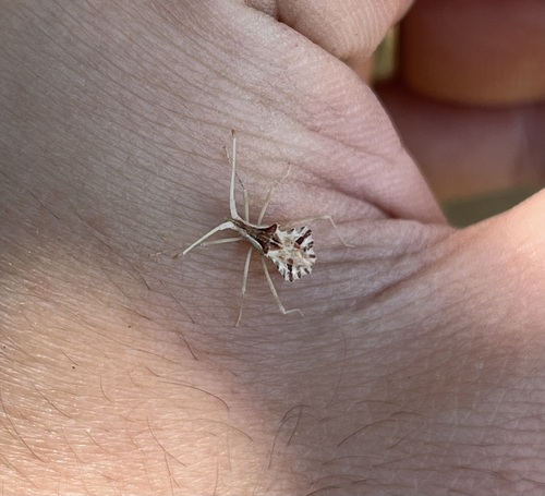 Cercinthus lehmannii